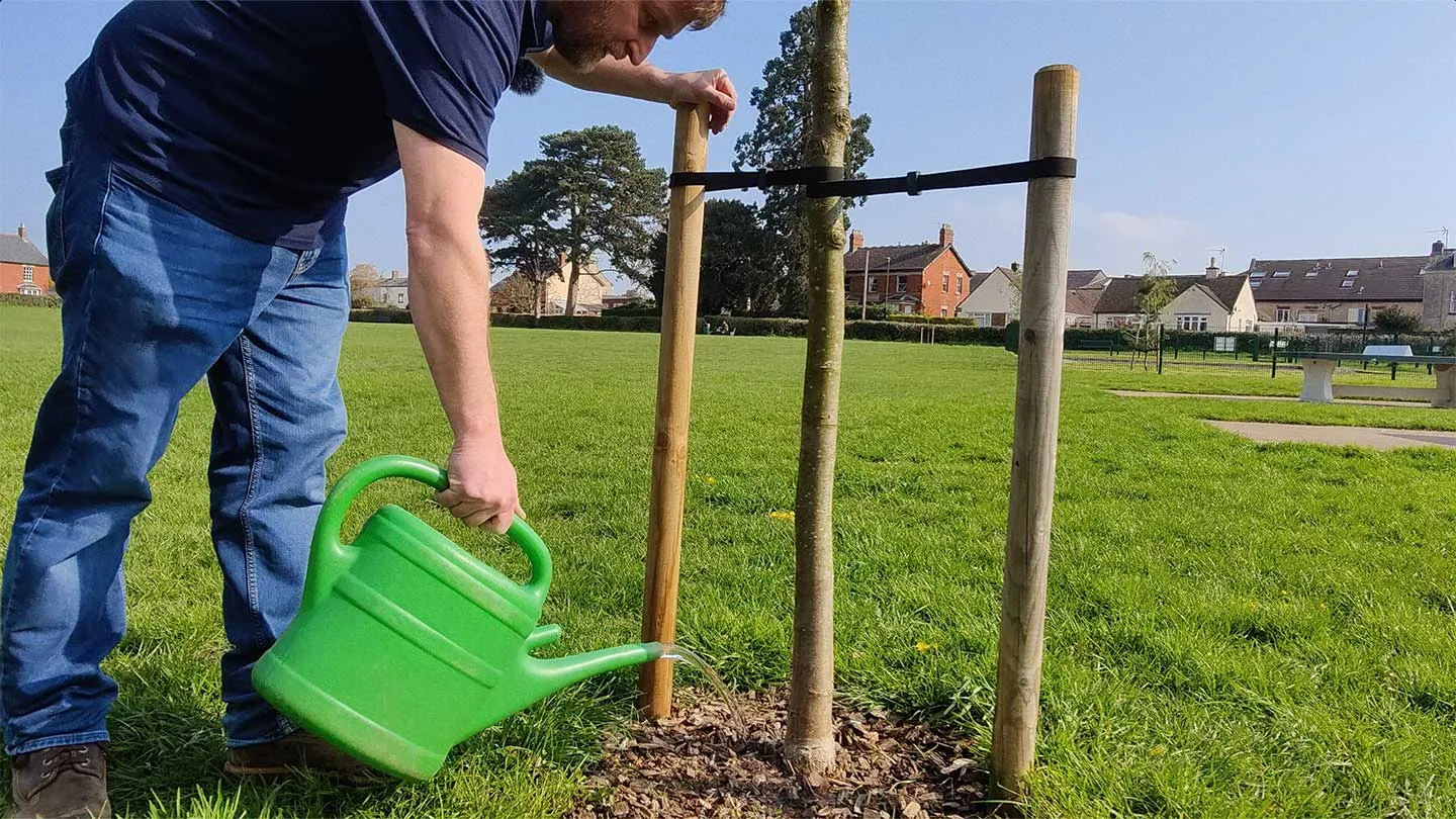 Watering a tree with a watering can