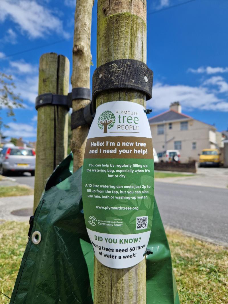 Some of our trees have watering bags