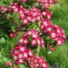 Crimson Cloud Hawthorn