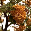 Sorbus 'Apricot Queen'