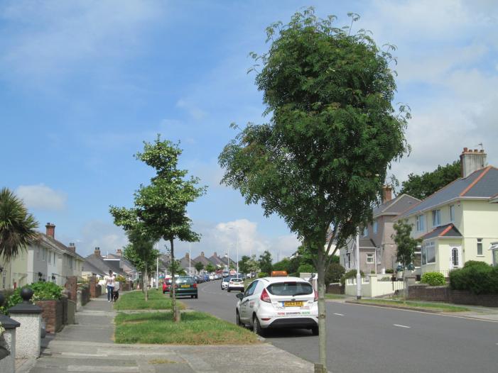 Pemros Road after planting, in 2023