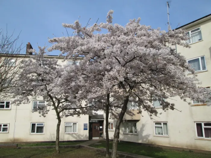 How the trees will look