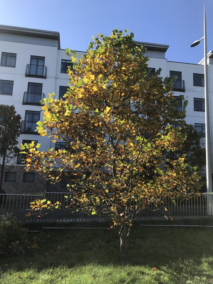Tulip tree looking great in 2020
