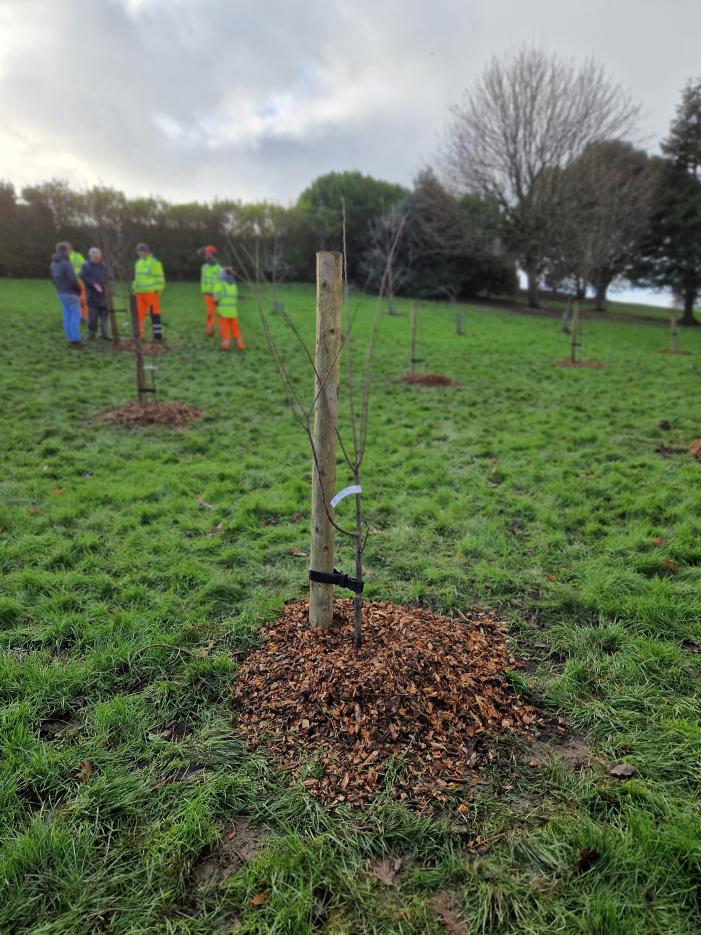 One of the new trees
