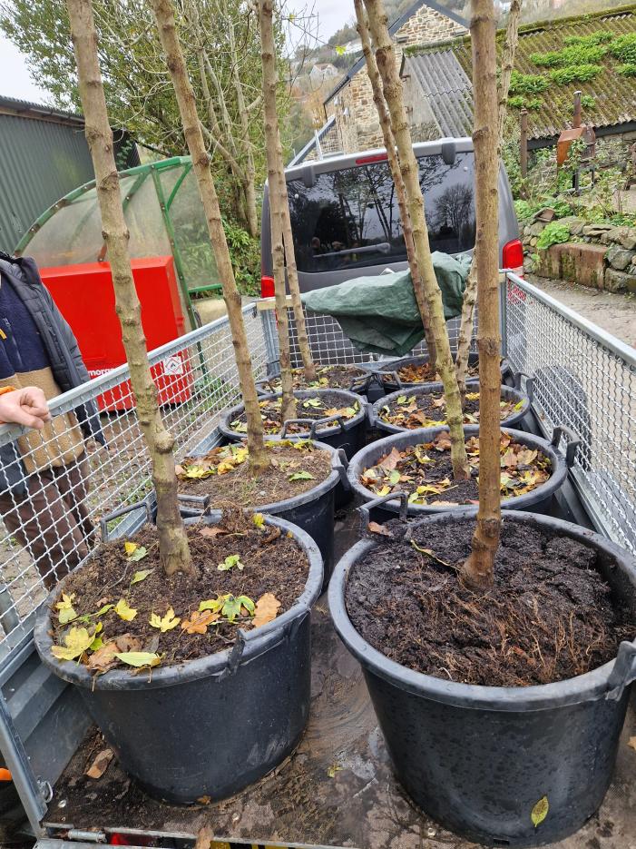 Trees on the trailer and ready to go