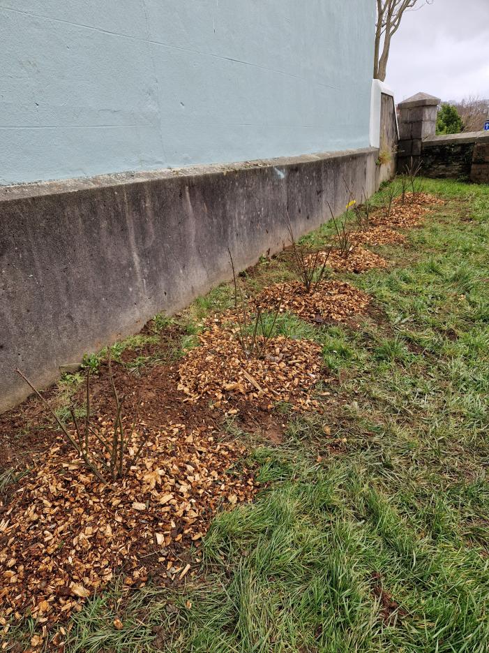 New Euonymous alatus 'Compactus'