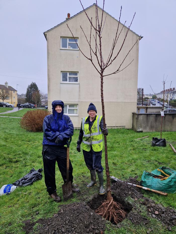 More cherries going in
