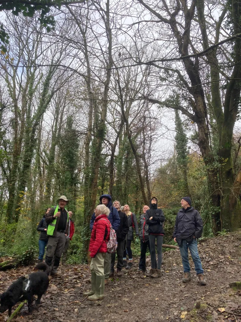 Ham Wood
