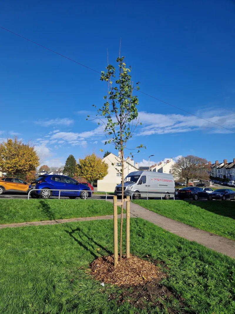 One of the new field maples