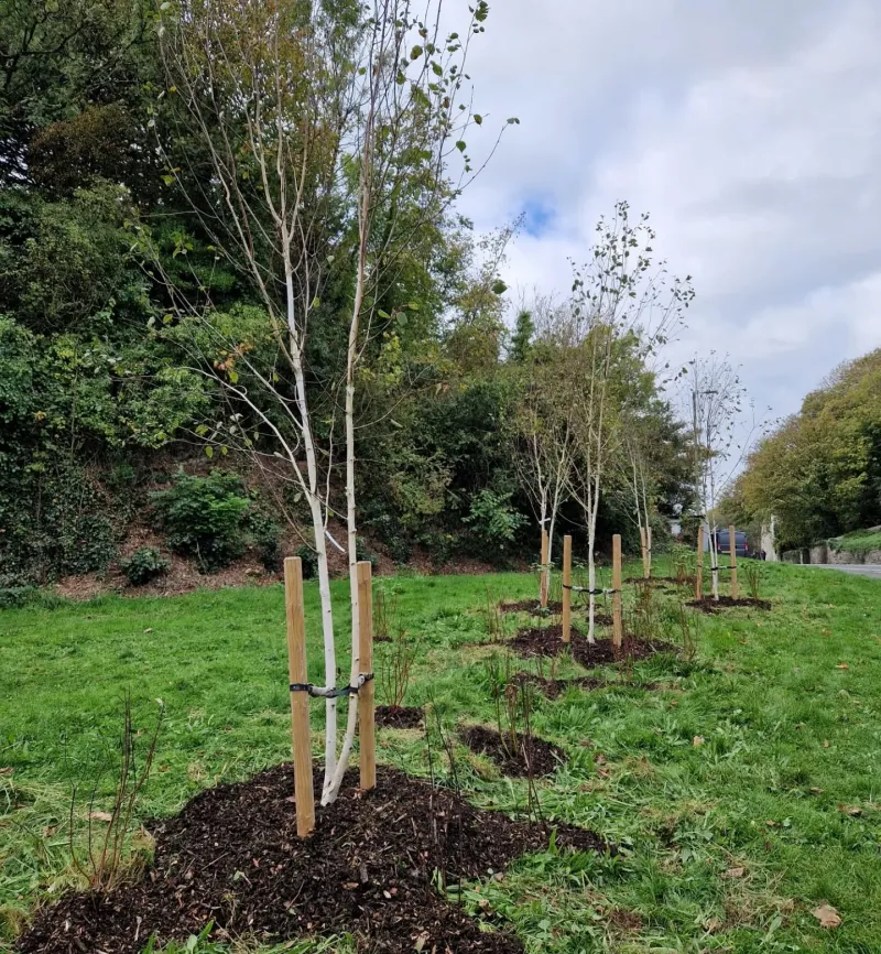 Devonport Hill looking great!