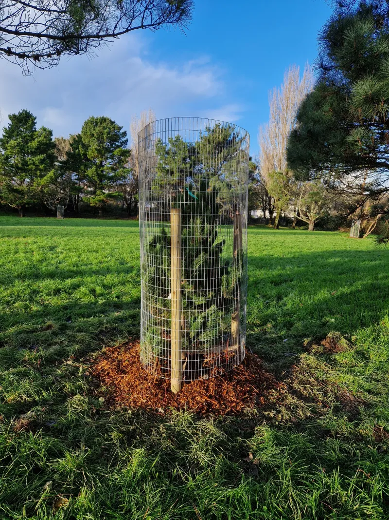 One of the new pines