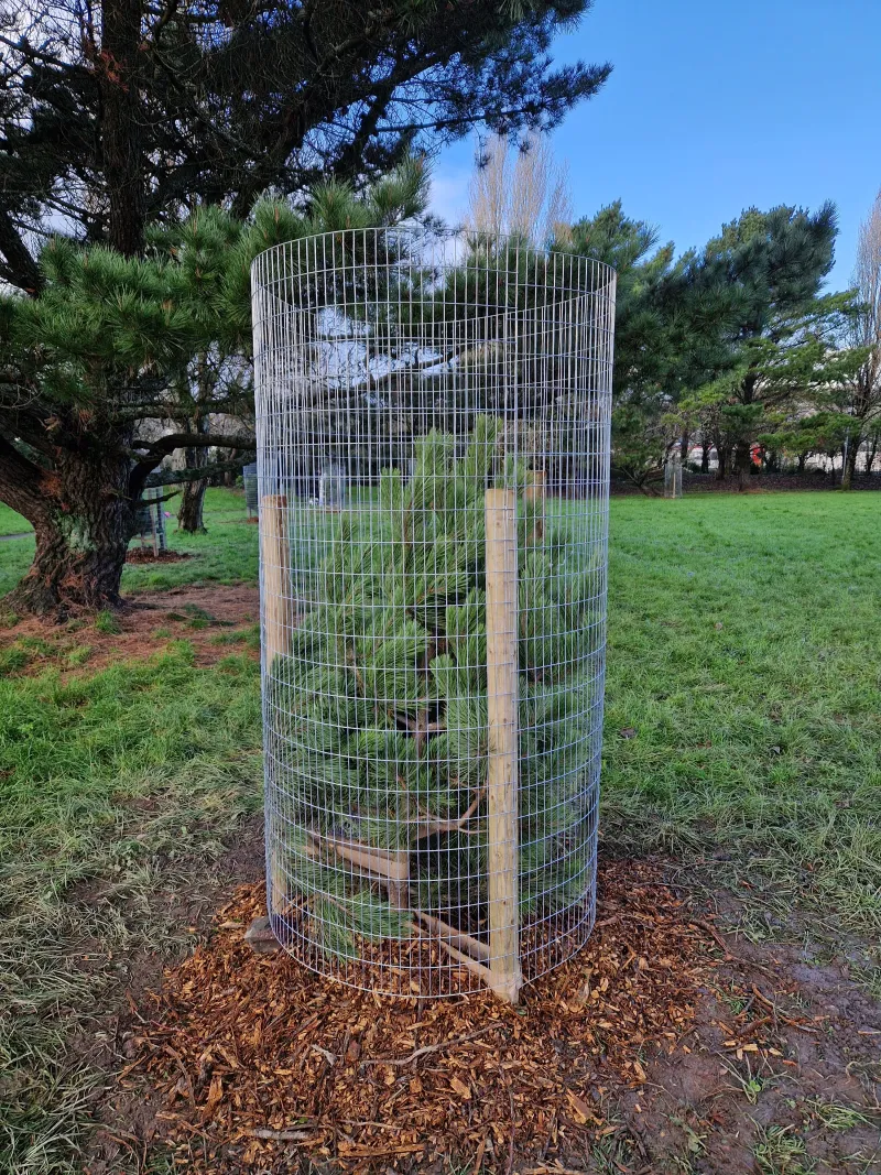 One of the new pines