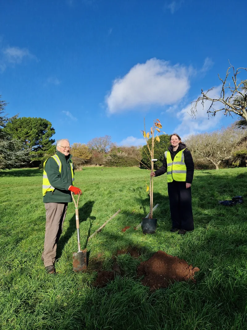 One of the trees going in