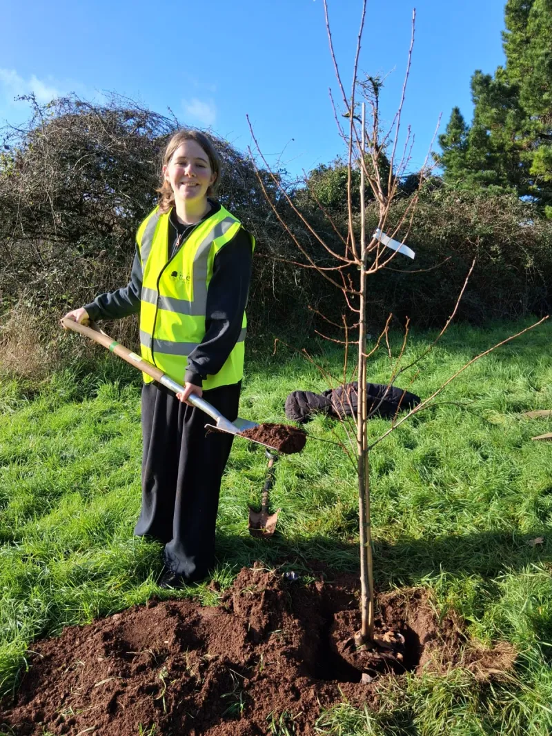 One of the trees going in
