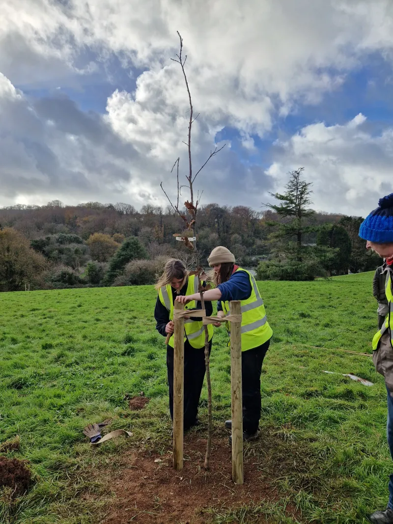 One of the trees going in
