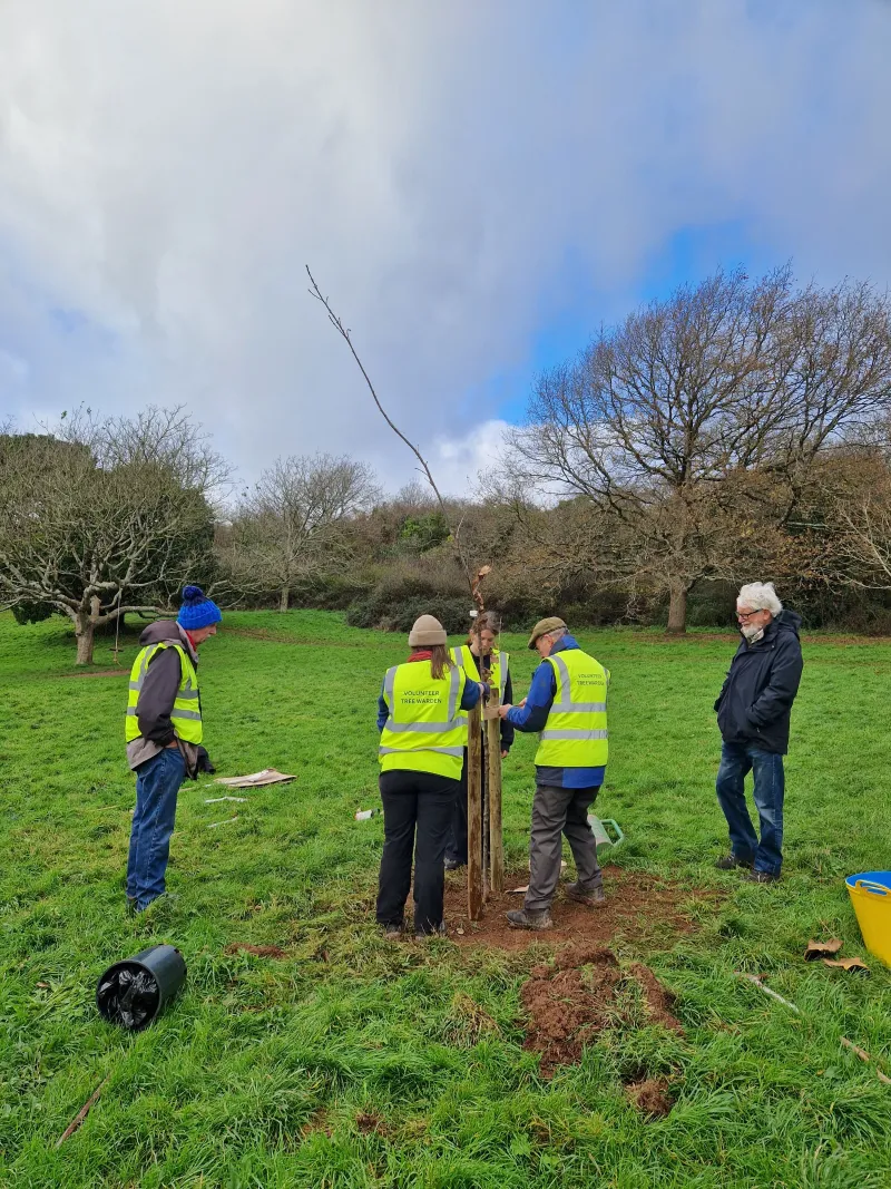 One of the trees going in