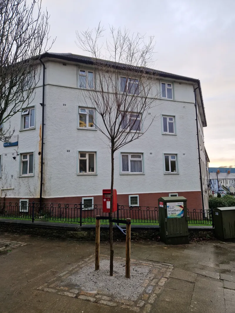 One of the new trees