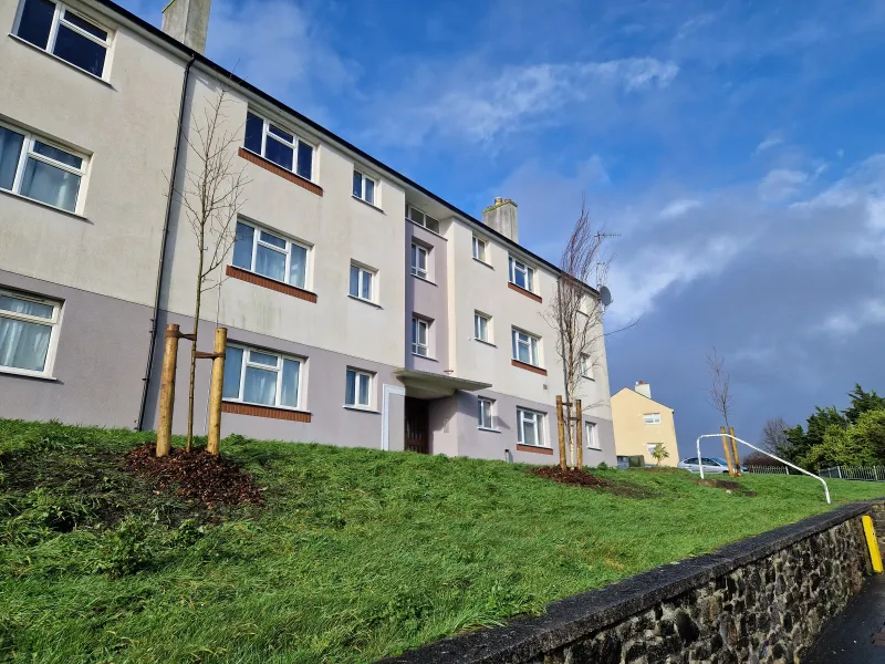 Silver birch and Amelanchier