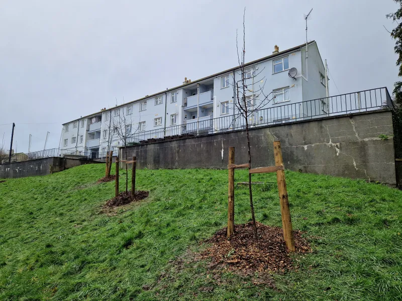 Crab apples and cherries