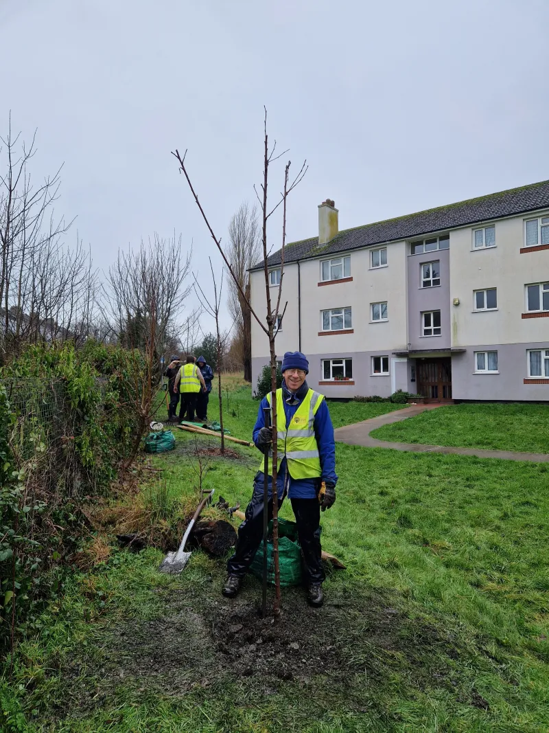 Andrew planting one of the cherries
