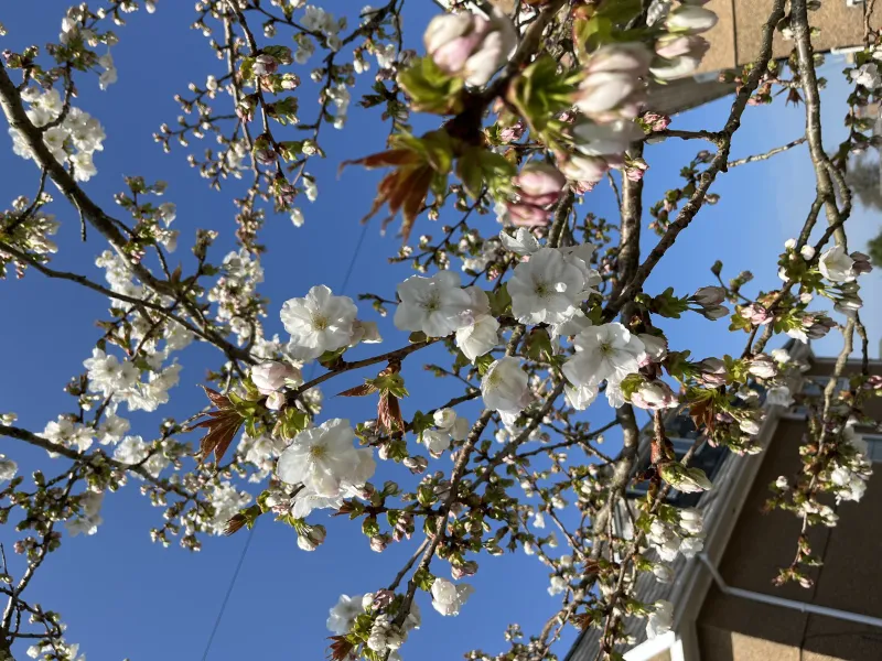 Blossom on the trees