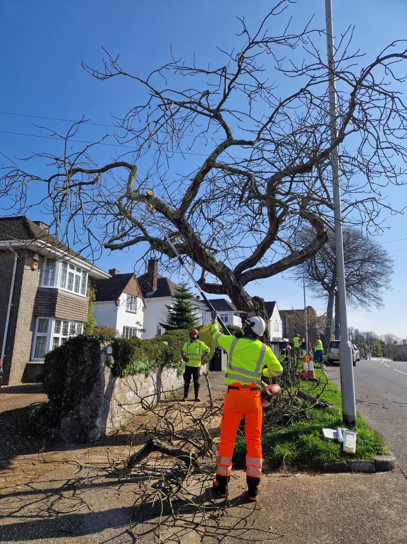 Glendale removing hazardous branches