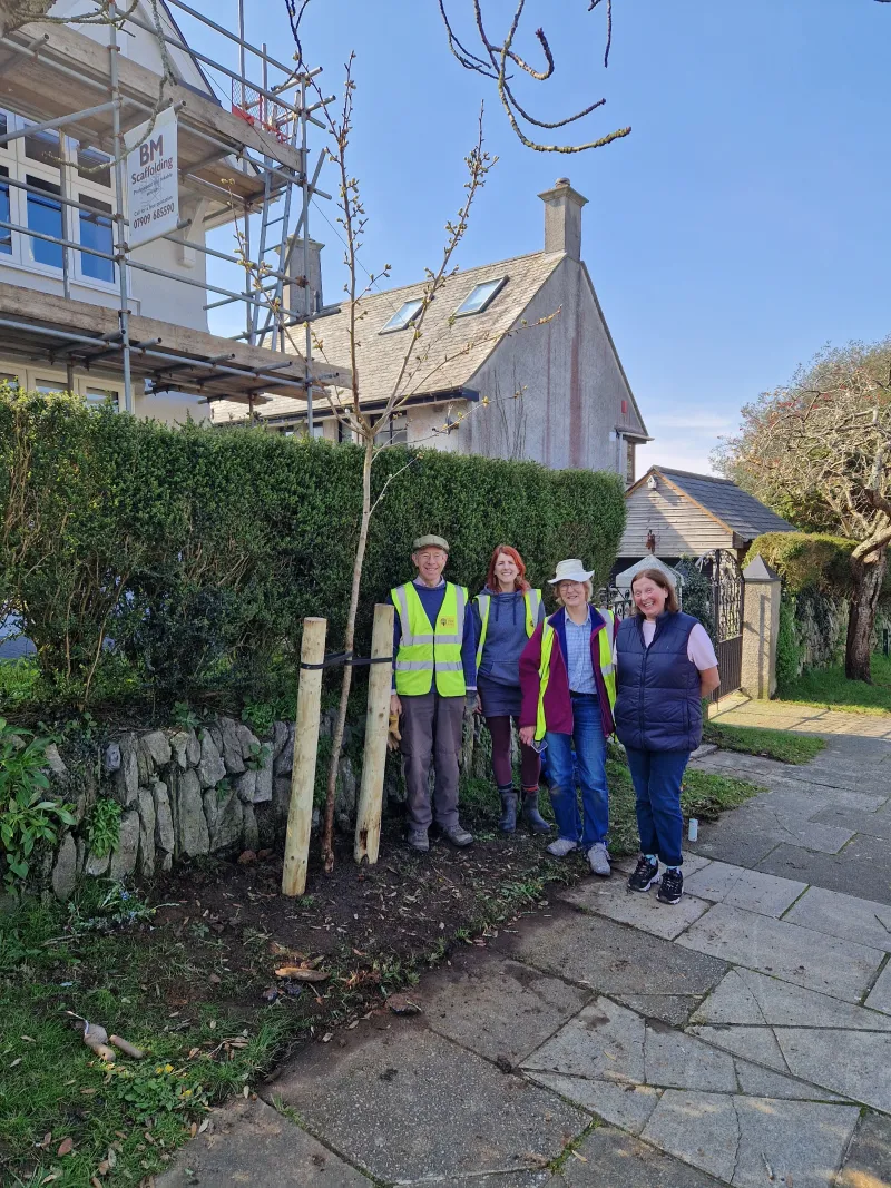 New tree outside number 47