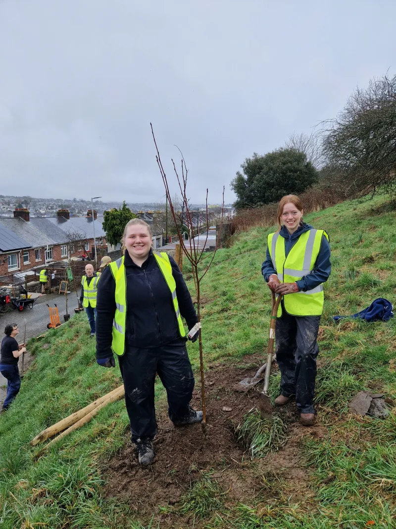 Another Rowan planted