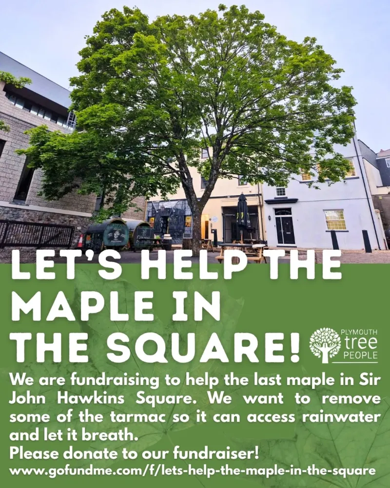 Let's help the maple in the square!