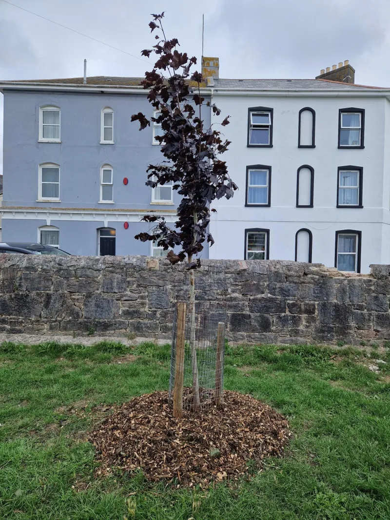 One of the maples after a prune